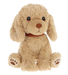 Cavapoo Puppy