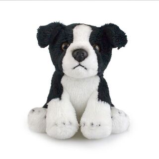 Mac the Border Collie