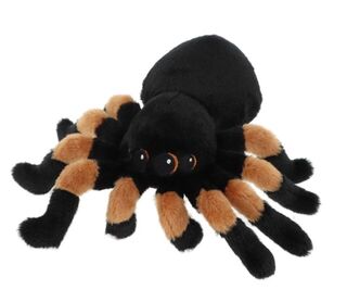 Tarantula Spider