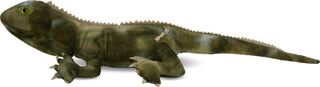 Trevor the Tuatara