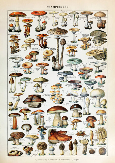 champignons 1