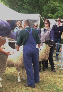 Interbreed Meat breed class, Penni with supreme suffolk, Hawarden A&P Show 2014