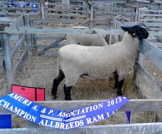 67/12 All breeds ram lamb at Amuri Show 2013