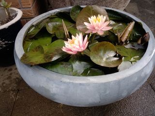 Water Bowls, Water features, self-contained watergarden containers and Large decorative pots