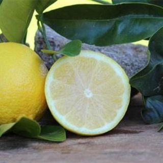 Lisbon Seedless Lemon
