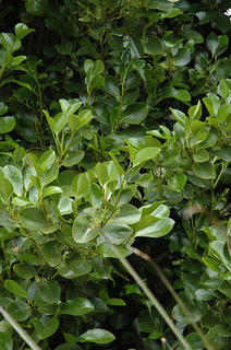 Griselinea Littoralis varieties