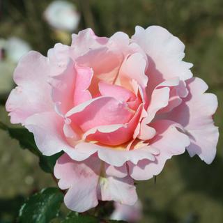 Rose 'Valentine Heart'