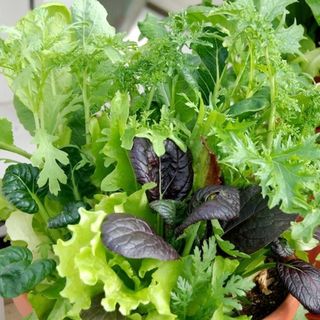 Organic Lettuce Fuseables Pot