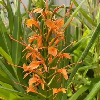 Hedychium coccineum (Hardy Ginger)