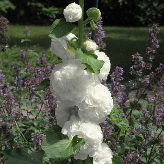 Hollyhocks - Double White Alcea Rosea