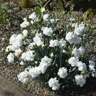 Dianthus Memories