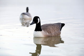 Game On Canada Goose Floater Decoys with Flocked Head & Tail 4 Pack