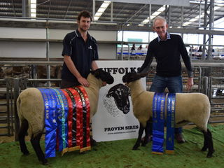 Little River Ram and Ewe Hogget winners and champion suffolk ram and ewe