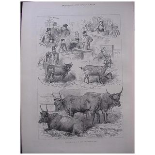 'Sketches At The Dairy Show' - Illustrated London News Sept. 24 1881
