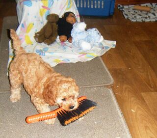 Cavoodle Girl  Make an Offer.One of the Best.