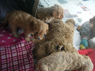Cavoodle Fe.,Puppy $2,000.00. Photo taken 8.May. 5wks old 10.May, 25.