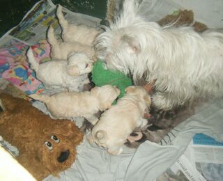 Westie Poo Puppies Previous litter 6wks old.