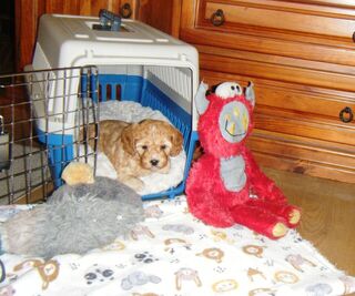 Cavoodle Will Miss this last Little Precious  Girl,