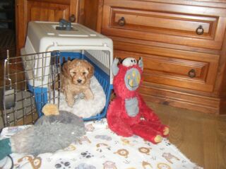 Puppy Travel Cage. $40.00. Puppy.Ready 31st.May.25.