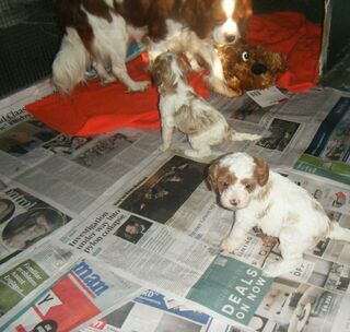 Cavoodle puppies. Born 31st May, 24.