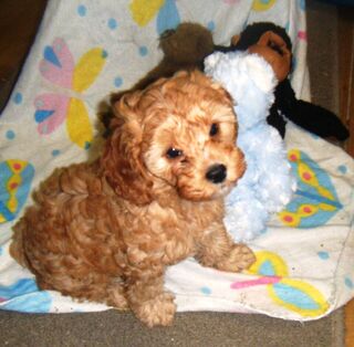 CAVOODLE 8wks. MAKE AN OFFER, PHONE PAM. 06 3299412  lAST ONE HER SIBLINGS HAVE GONE TO NEW HOMES.