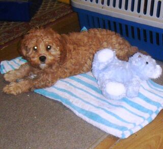 Cavoodle Girl  $1,000.00 One of the Best.PHOTO TAKEN 9th.jJULY