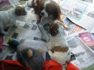 Cavoodle Puppies Available. $1,300.00. each.