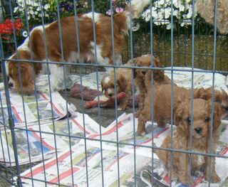Cavoodle Puppies DUE 3RD JUNE, Ready, JULY,,24. Will Keep Updated.