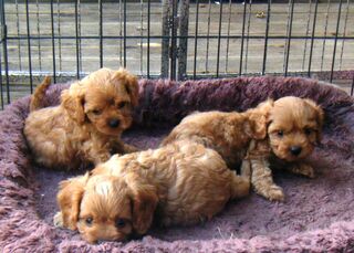 Cavoodle Puppies Ready for new Homes June.25.