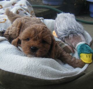 Cavoodle Puppies Due 22nd, 8, 24.