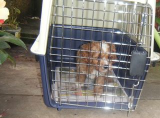 Travel Cage.  $40.00. Offered to my Puppy Buyers.