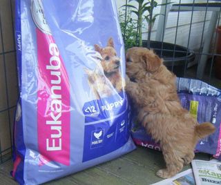 Eukanuba Small Breed Puppy. 3kg Bag. $35.00