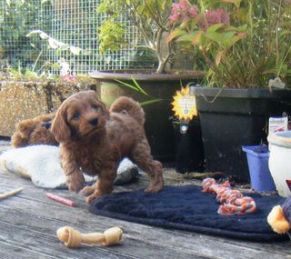 cavoodle puppies.   2nd Generation