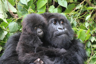 Beyond the Gorilla Experience in Rwanda
