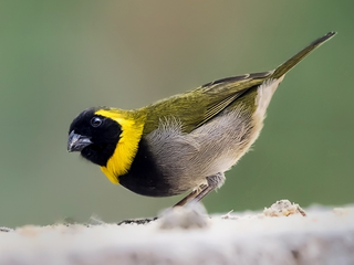 Cuban Finch - Tiaris canora