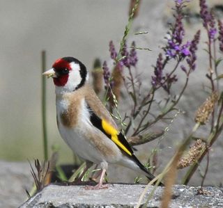 Goldfinch  -   Carduelis carduelis