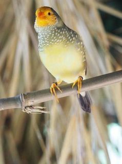 Yellow Faced Star Finch - Neochmia ruficauda