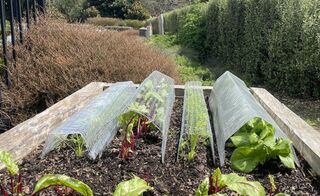 Benefits of using a cloche in a vegetable garden