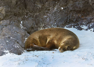 Snoozing seal on Aramoana beach