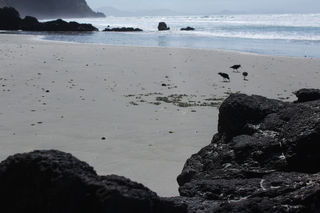 Aramoana beach