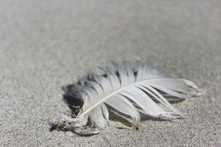 Aramoana beach