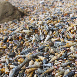 Aramoana beach