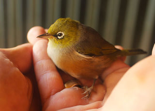 Rescued Waxeye