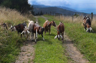 Part of Johanna's herd of goats