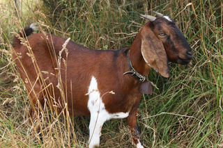 One of Johanna's flock, all wearing individualised bells