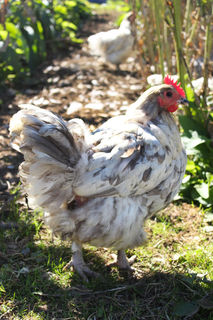 A few of Johanna's chickens