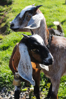 A few of the kid goats