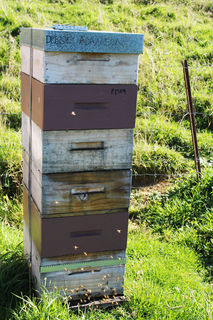 Jeweller Debbie Adamson's hive