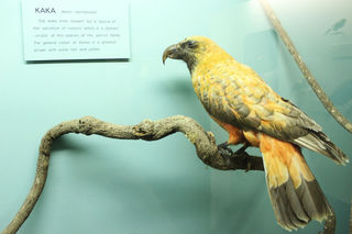 Kaka at Southland Museum, Invercargill