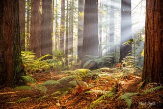 Redwood Sunrays